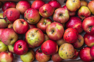 Full frame photo of freshly picked apples.