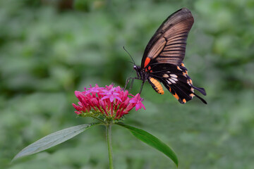 Isolated side view of Common Mormon Butterfly (Papilio polytes) using its elongated tubular proboscis to feed on nectar from pink blossoms of lantana flower.