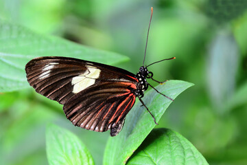 Postman butterfly (Heliconius melpomene) with wings folded and perched on green leaf. This poisonous butterfly is found throughout Central and South America.
