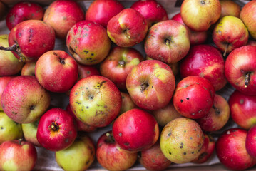 Full frame photo of freshly picked apples.
