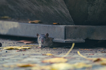 Ratten auf Wanderschaft