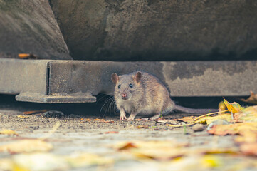 Ratten auf Wanderschaft