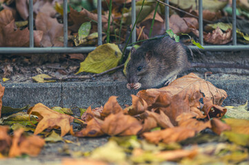 Ratten auf Wanderschaft
