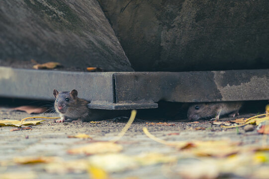 Ratten auf Wanderschaft