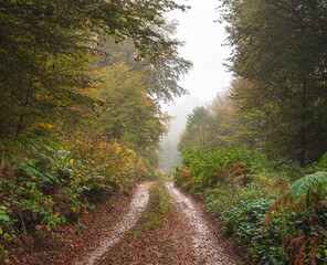 Obraz premium Dirty road through mountain forest on foggy day