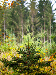 Wiederaufforstung im herbstlichen Mischwald