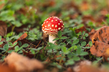 Fly agaric mushroom growing on grass after rain