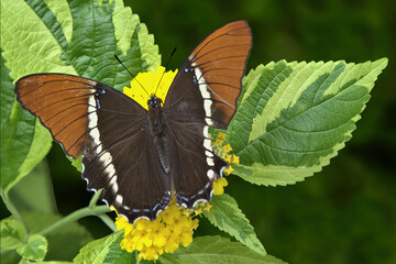 Closeup of Brown Tip Page Butterfly (Siproeta epaphus) feeding on yellow blossoms of lantana plant with variegated green foliage. This species inhabits Central and South America.