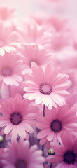 Pink gerber daisy