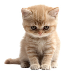Obraz premium Frowning Kitten on transparent background