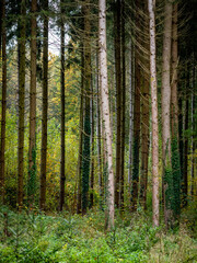 Wiederaufforstung im herbstlichen Mischwald