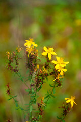 Wild flowers and fruit in macro shot , close up