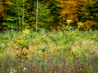 Wiederaufforstung im herbstlichen Mischwald