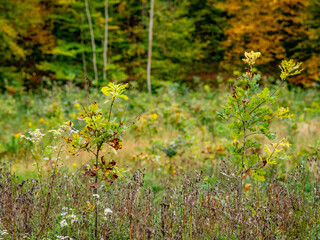 Wiederaufforstung im herbstlichen Mischwald