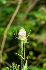 Wild flowers and fruit in macro shot , close up