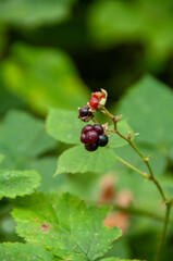 Wild flowers and fruit in macro shot , close up