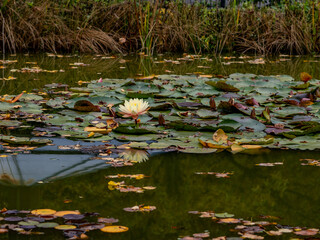 Seerose Blüte im Waldsee
