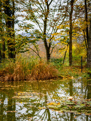 Kleiner Tümpel im herbstlichen Mischwald