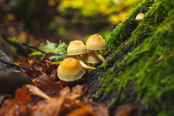 Cluster of tiny mushrooms on wet forest floor after rain