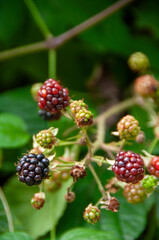 Wild flowers and fruit in macro shot , close up
