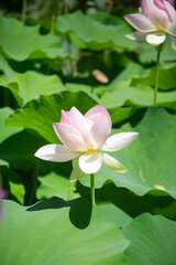 pink lotus flower