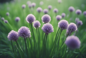 Obraz premium A bunch of fresh chives