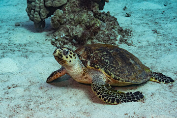 Hawksbill Turtle - Red Sea - Egypt
