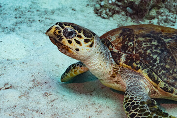 Hawksbill Turtle - Red Sea - Egypt