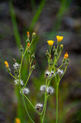 Close up macro of plant and flowers 