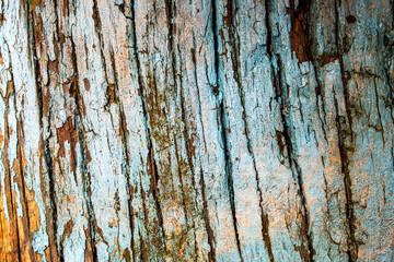 Obraz premium Textura de materiales naturales de madera