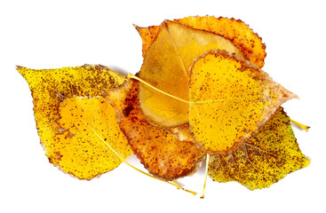 Naklejka premium Yellow dry leaves heap isolated white bacjground, top view