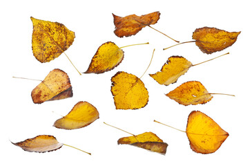 Naklejka premium Set autumn dry colorful leaves falling, isolated on white, clipping