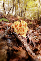 Strict coral mushroom - Ramaria Strica
