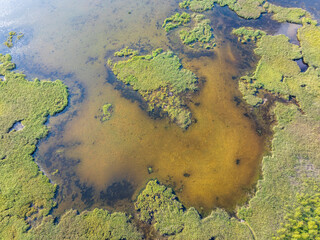 Aerial view of lake or river green shore with forest. Summer season.