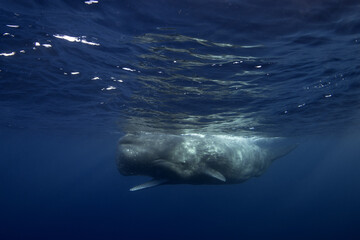 Fototapeta premium Sperm whale is swimming near the surface with open mouth. Encounter with huge whale. Marine life in Indian ocean. 