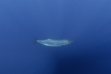 Fototapeta premium Rare species of whale. Beaked whale in deep of ocean. Marine life in Indian ocean. 