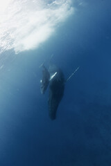 Mother of humpback whale with her calf. Marine life in ocean. Whales near the surface. Close encounter with pair of whales. 
