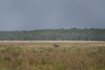 Moose is walking through the meadow. Female of elk during rutting time in the grass. Wildlife in Poland. 