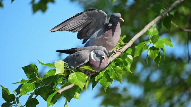 Two pigeons perched on a branch, flapping their wings in a playful fight, captured in stunning 4K slow-motion under bright sunligh