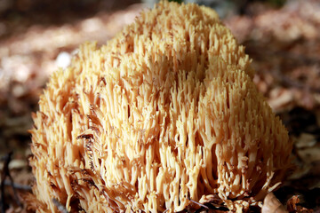 Ramaria flava - European yellow coral mushroom