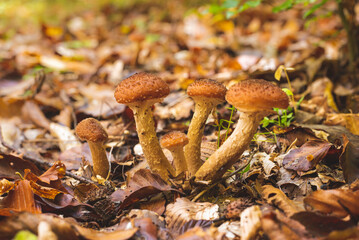 Group of honey mushrooms on wet forest floor