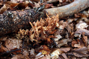 Ramaria flava - European yellow coral mushroom