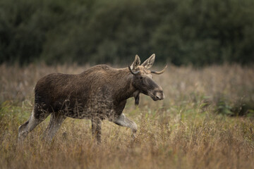 Fototapeta premium Moose is walking through the meadow. Young male of elk during rutting time. Wildlife in Poland. 