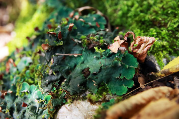 Peltigera sp. foliose lichens close up shot into the woods in early Autumn