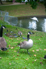 ducs and goose in the park