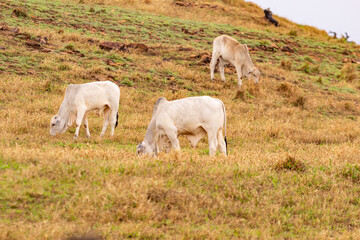 Alguns bois se alimentando em pasto seco de uma fazenda. 
