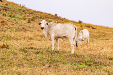 Dois bois brancos no pasto seco de uma fazenda.