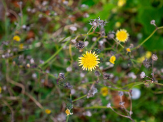 wild flowers in close up macro 