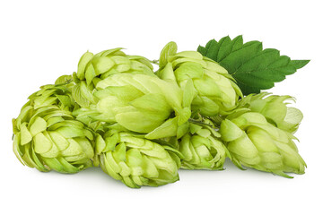 Hop cones isolated on white background. Beer brewing ingredients