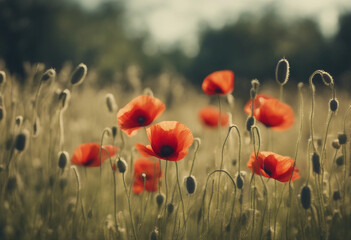 Obraz premium Summer meadow with red poppies